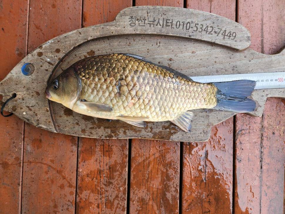 송전지 창신집 45cm 대박 조황 (유료터정보 - 유료터점주조황)
