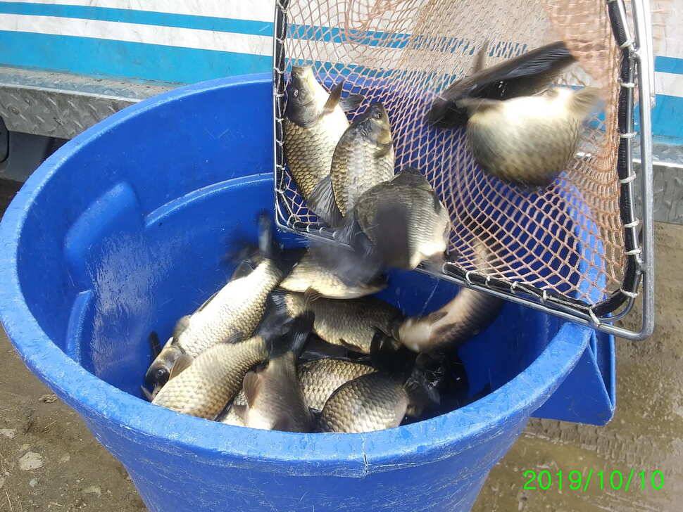 양평 수곡낚시터 오늘 붕어조황 씨알도 마릿수도 더 좋네요 10월10일 금일 붕어 방류 완료했습니다 (유료터정보 - 유료터점주조황)