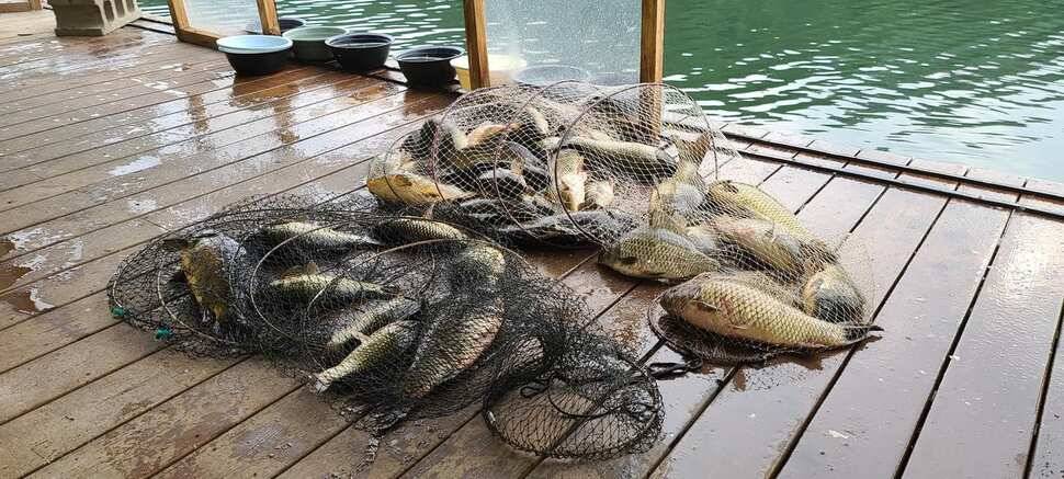 수곡낚시터 상중하류권 모두 고른 조황이 이어집니다 (유료터정보 - 유료터점주조황)