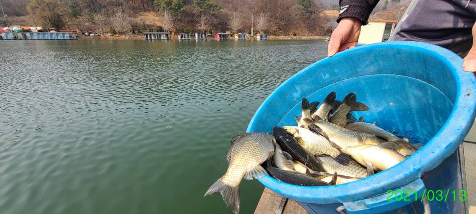 양평 힐링 수곡낚시터 둘째주 주말 조황 및 붕어 방류 (유료터정보 - 유료터점주조황)