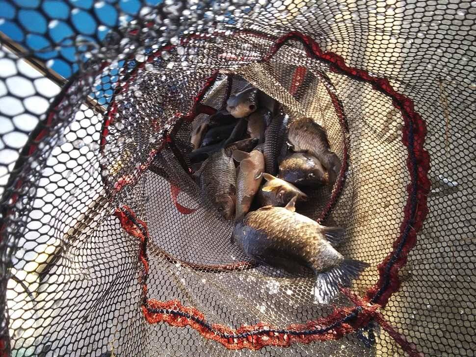 수곡낚시터 주중에 붕어조황이 다시 회복되네요 오늘 붕어 방류 완료했습니다 (유료터정보 - 유료터점주조황)