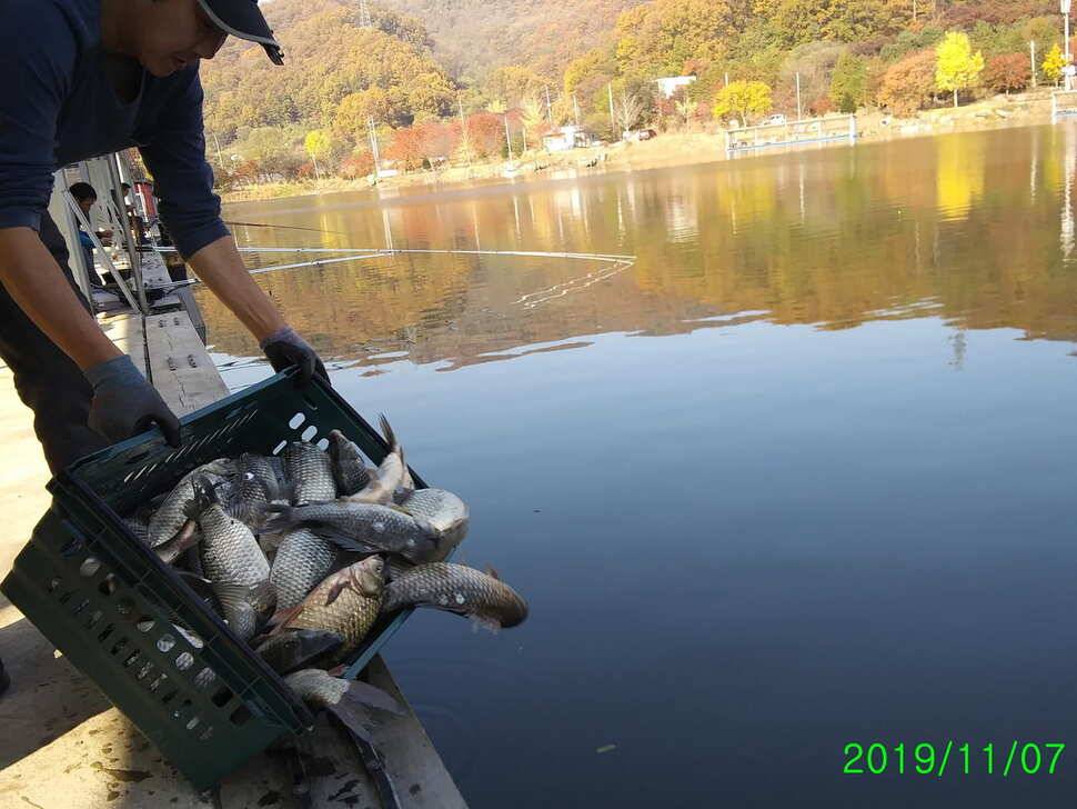 수곡낚시터 금일 자연산 토종붕어 초대량 방류 및 435 토종대물 포함 조황 소식 (유료터정보 - 유료터점주조황)