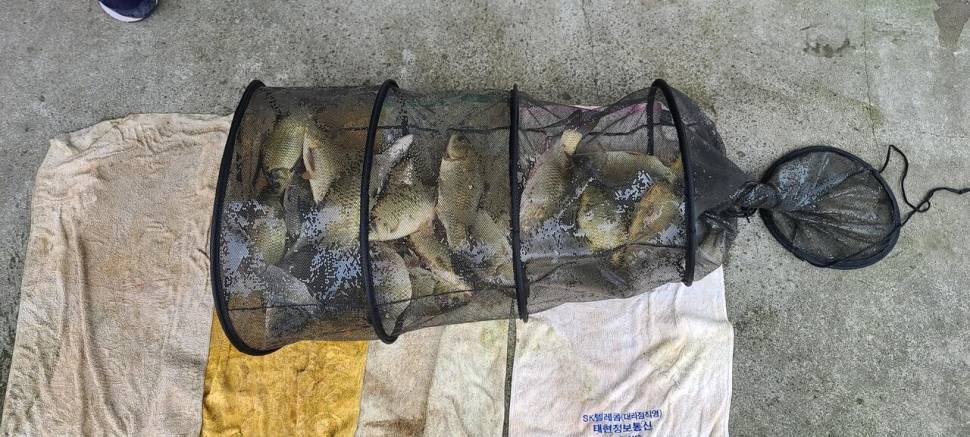 공주 고성낚시터 입니다 (유료터정보 - 유료터점주조황)