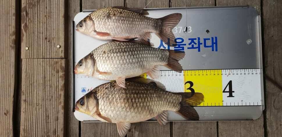송전지서울집4월9일조황 (유료터정보 - 유료터점주조황)