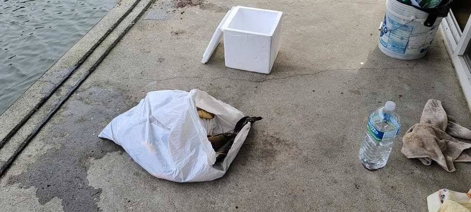 공주 고성낚시터 입니다 (유료터정보 - 유료터점주조황)