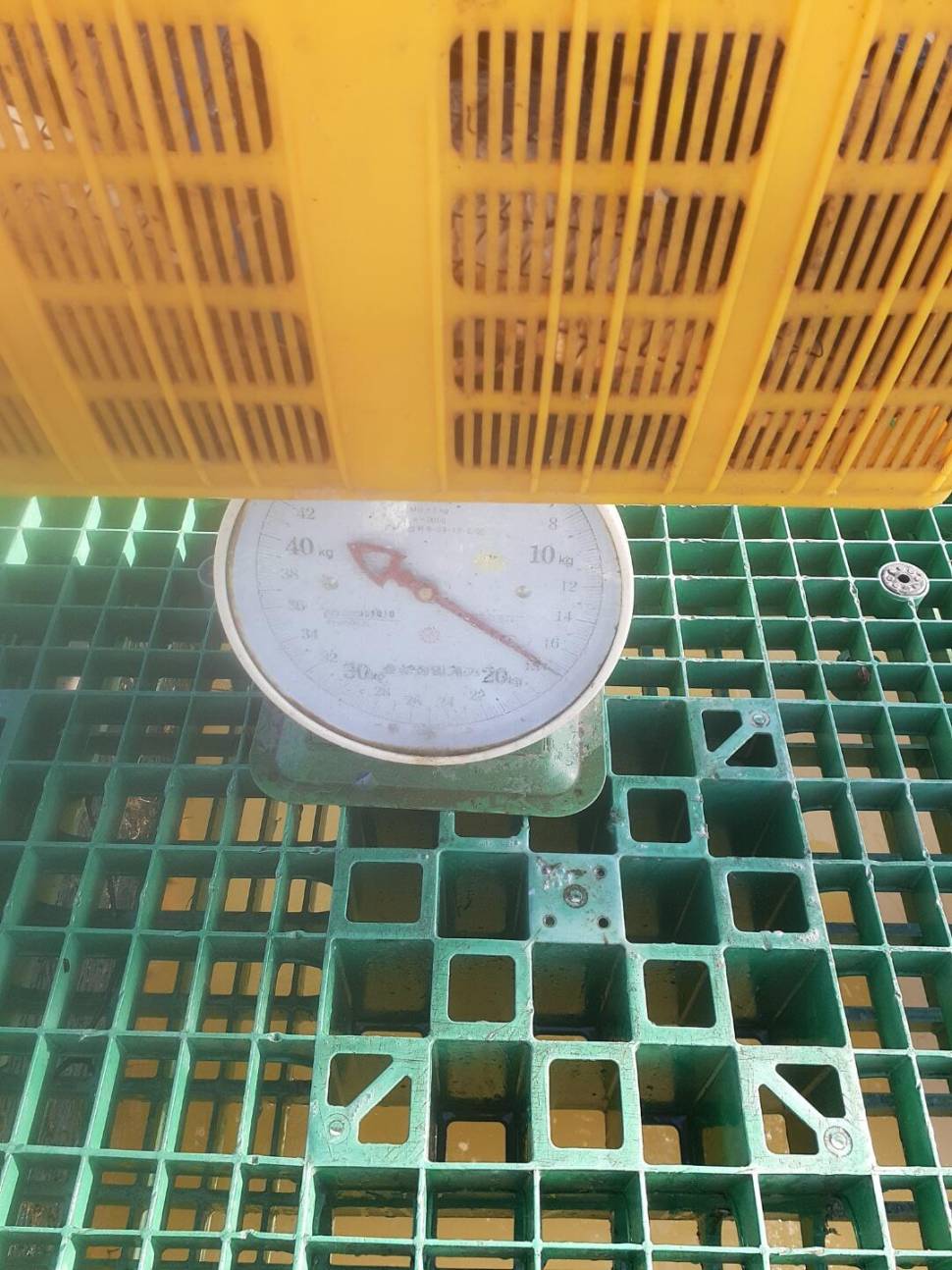 1미터 찌를 몸통까지 올려주는 경주동산낚시터 붕어들 (유료터정보 - 유료터점주조황)