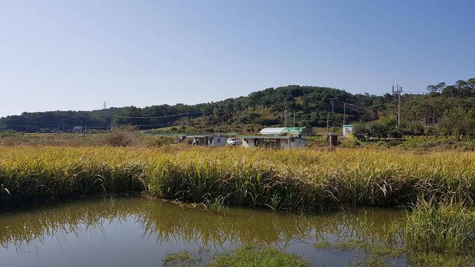 당진 가교리 낚시터 10월 22일 조황입니다 (유료터정보 - 유료터점주조황)