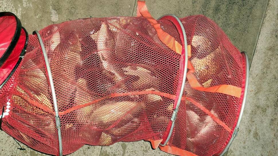 반제지 골고루 대박조황 5월22일아침조황스케치 (유료터정보 - 유료터점주조황)