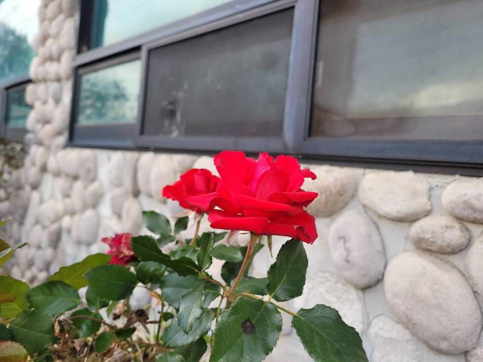 아산 안골지 냉동새우 조과입니다 (유료터정보 - 유료터점주조황)