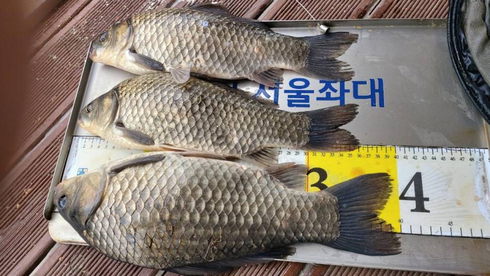 송전지서울좌대6월2일조황 (유료터정보 - 유료터점주조황)