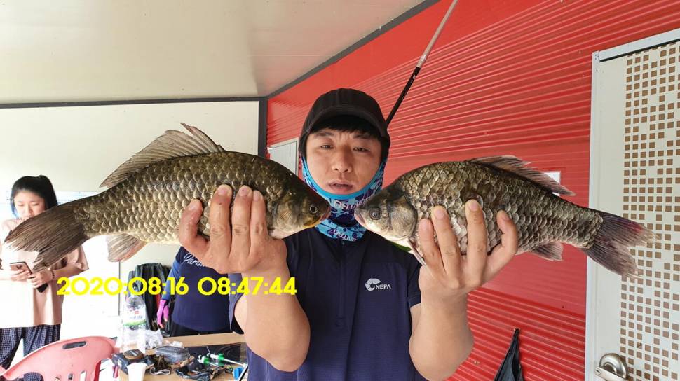 신원낚시터 8월16일 토종붕어 4짜와 덩어리 사진입니다 (유료터정보 - 유료터점주조황)
