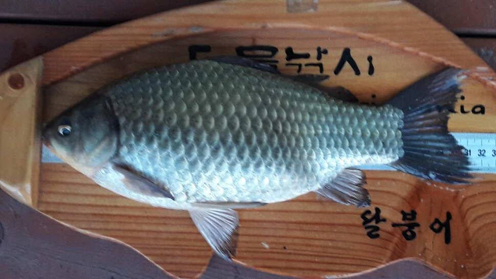 송전지 창신좌대 조황정보 (유료터정보 - 유료터점주조황)