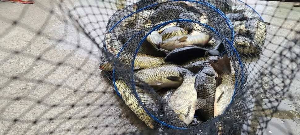 여름 휴가철 피서낚시 힐링 수곡낚시터 수목 노지잔교 조황 여전히 좋습니다 (유료터정보 - 유료터점주조황)
