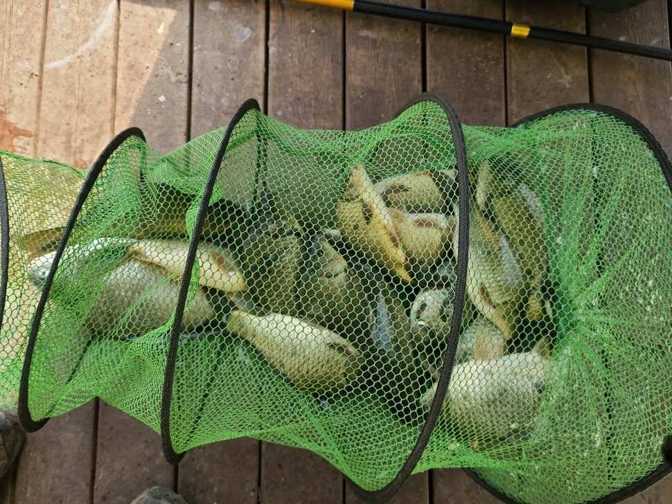 힐링 양평 수곡낚시터 4월 넷째주 주초 좋은 조황 및 붕어 방류 안내 (유료터정보 - 유료터점주조황)