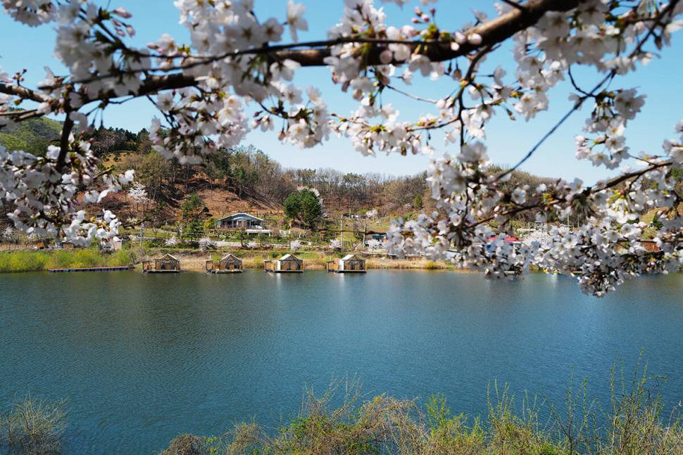 안성 두메낚시터 4월13일 조황안내 (유료터정보 - 유료터점주조황)