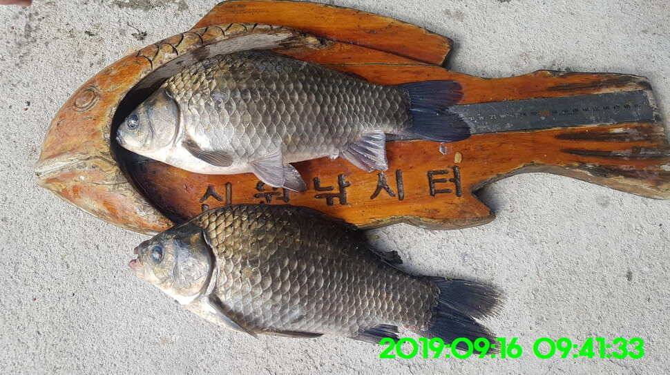 신원낚시터 토종대물 덩어리와 4짜가 마릿수로 (유료터정보 - 유료터점주조황)