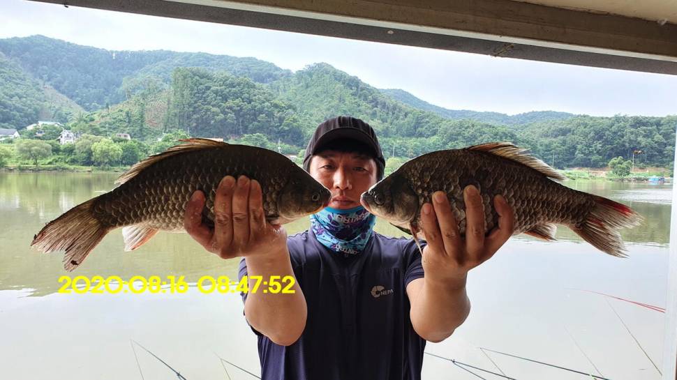 신원낚시터 8월16일 토종붕어 4짜와 덩어리 사진입니다 (유료터정보 - 유료터점주조황)