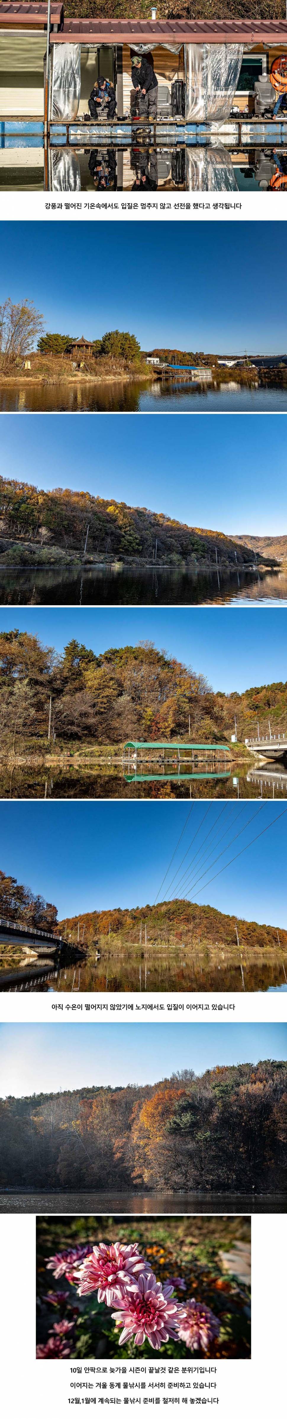 안성 두메낚시터 11월 9일 조황정보 (유료터정보 - 유료터점주조황)
