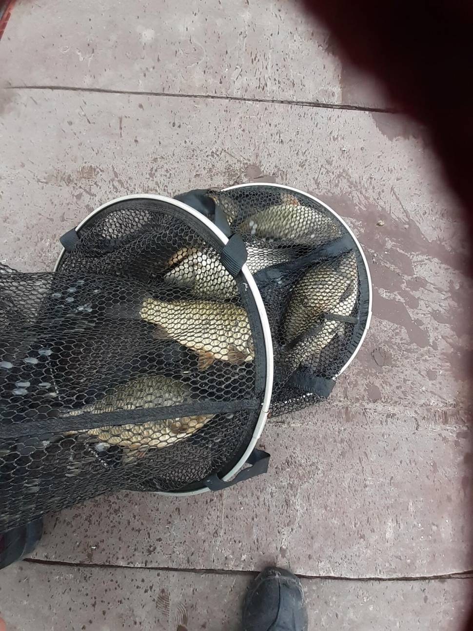 경주동산낚시터붕어 전용잡이터지난주 조황 (유료터정보 - 유료터점주조황)