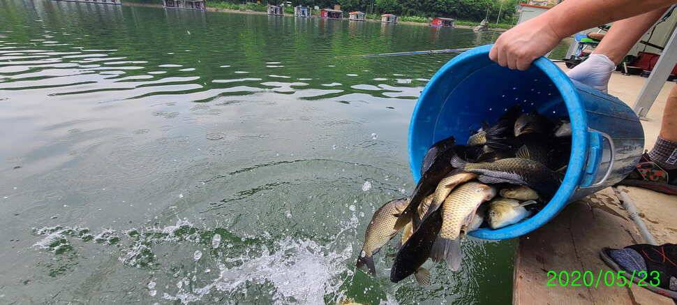 수곡지 양평 수곡낚시터 5월네째주 주말 조황 입질시간대 파악이 중요한듯합니다 (유료터정보 - 유료터점주조황)