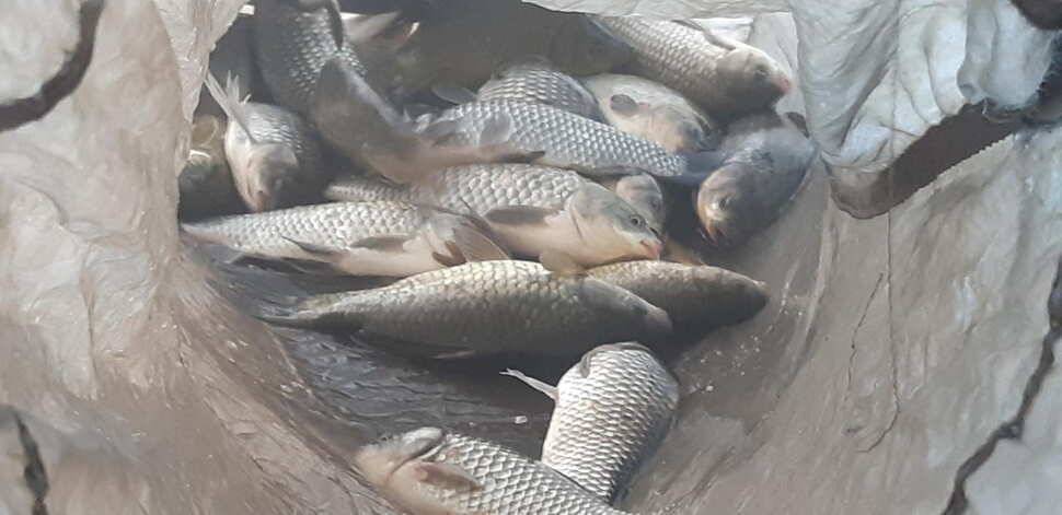 붕어낚시 양평 수곡낚시터 일요일 조황도 토요일과 비슷한 조황이었습니다 (유료터정보 - 유료터점주조황)