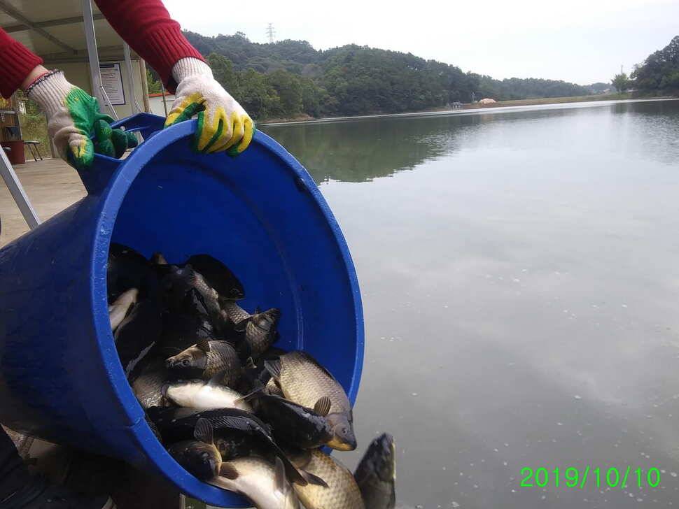 양평 수곡낚시터 오늘 붕어조황 씨알도 마릿수도 더 좋네요 10월10일 금일 붕어 방류 완료했습니다 (유료터정보 - 유료터점주조황)