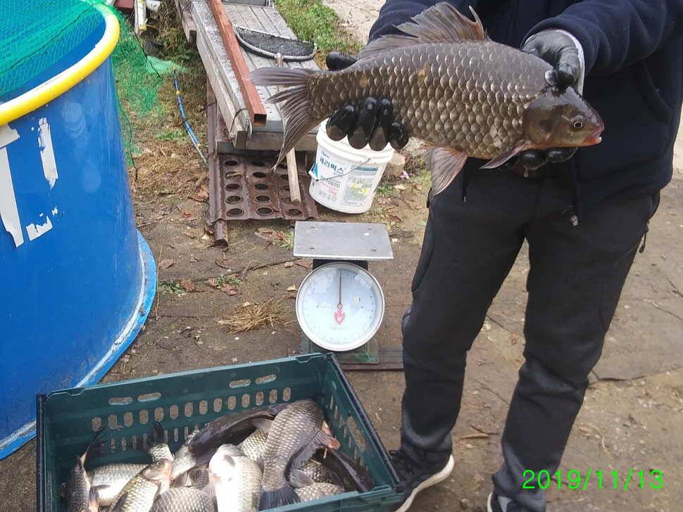 양평 힐링 수곡 낚시터 오늘도 자연산 대물붕어 방류 및 화요일 조황 안내 (유료터정보 - 유료터점주조황)