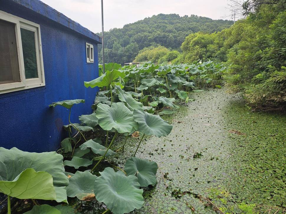 당진 가교리 낚시터 8월 4일 조황입니다 (유료터정보 - 유료터점주조황)