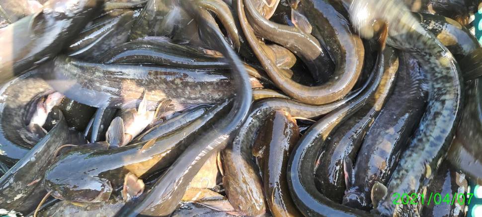 4월둘째주 양평 힐링 수곡낚시터 조황 붕어방류 (유료터정보 - 유료터점주조황)