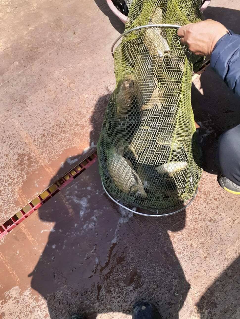 경주 동산낚시터붕어 전용잡이터지난주 조황 (유료터정보 - 유료터점주조황)