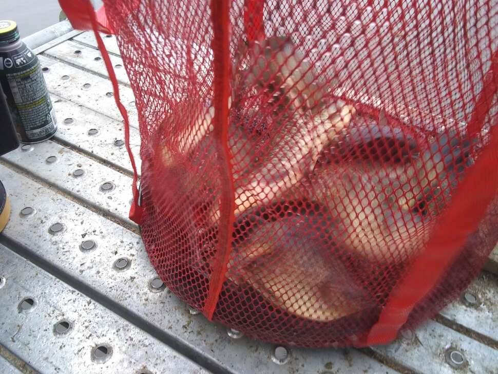 양평 수곡낚시터 자연산 토종붕어 방류 및 주말 조황 안내 (유료터정보 - 유료터점주조황)