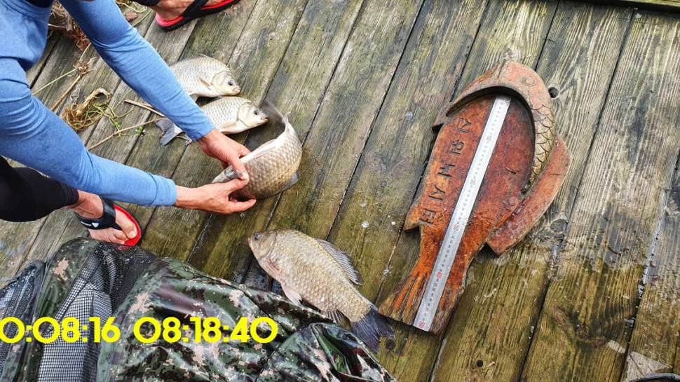 신원낚시터 8월16일 토종붕어 4짜와 덩어리 사진입니다 (유료터정보 - 유료터점주조황)