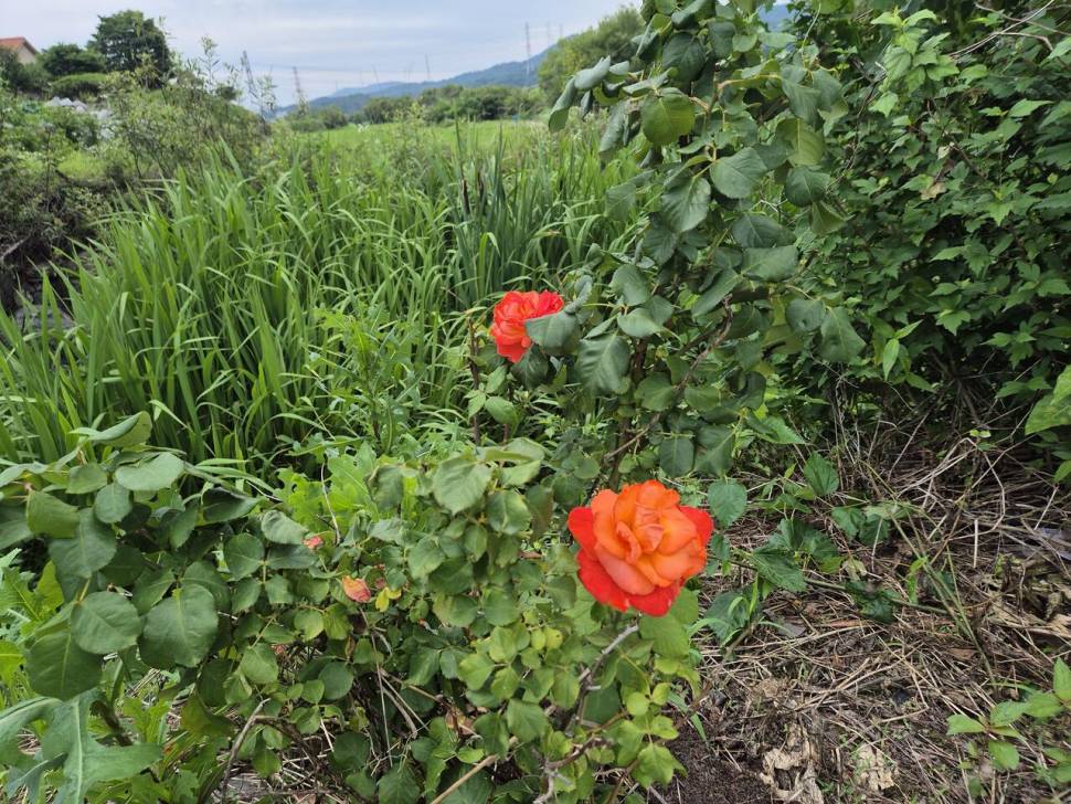 아산 안골지 붕어 잘 나옵니다 (유료터정보 - 유료터점주조황)