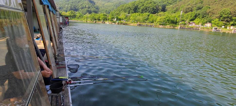금요일 토요일 주말 힐링 양평 수곡낚시터 조황 꾸준한 편입니다 (유료터정보 - 유료터점주조황)