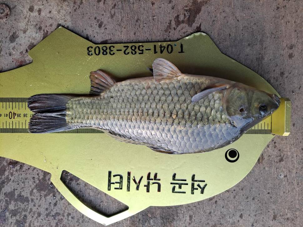 석곡낚시터입니다 (유료터정보 - 유료터점주조황)