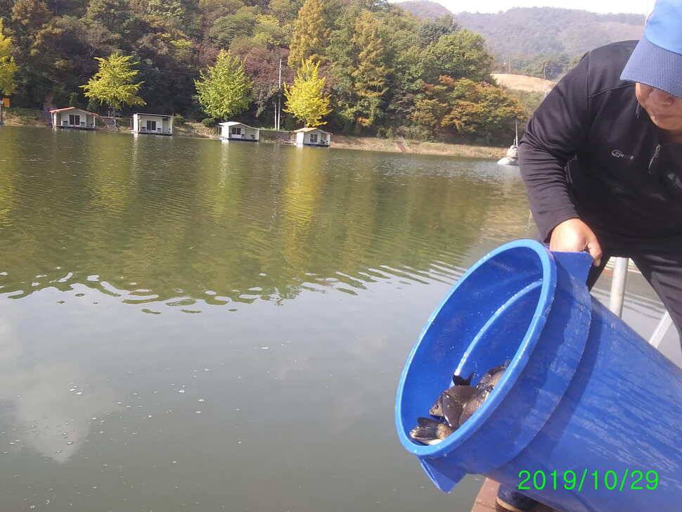양평 수곡낚시터 대박조황은 아니지만 고른 조황이 나와줍니다 (유료터정보 - 유료터점주조황)
