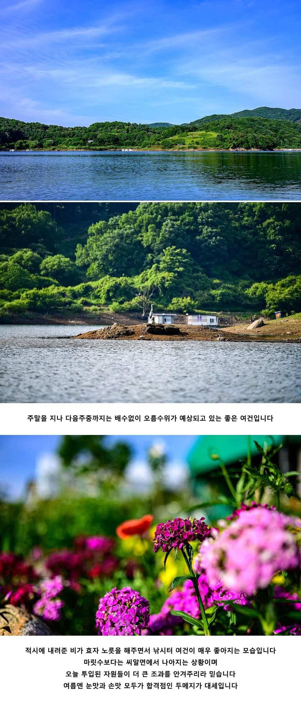 안성 두메낚시터 6월 8일 조황정보 (유료터정보 - 유료터점주조황)