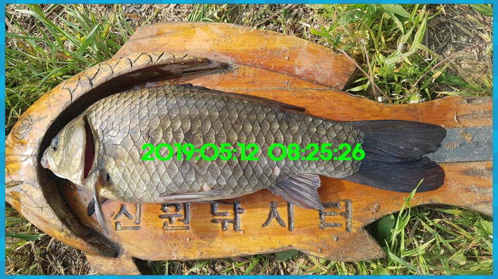 신원낚시터 토종대물 4짜 소식 식상허쥬 사진만 올립니다 (유료터정보 - 유료터점주조황)
