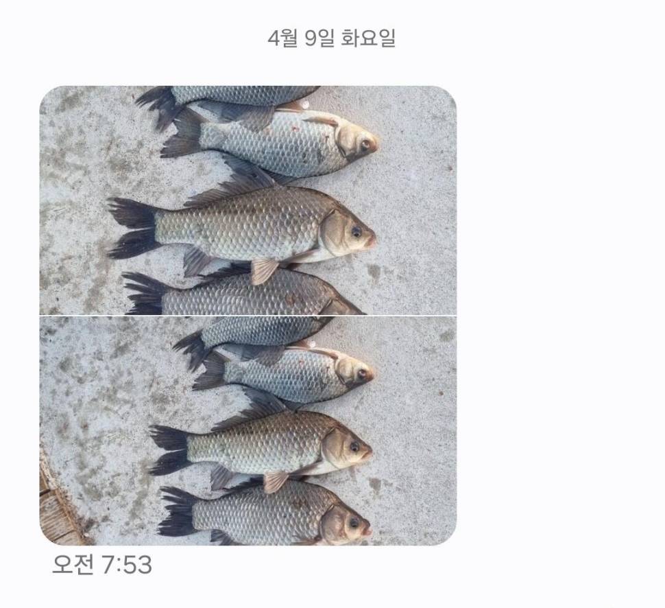 2024년 04월 둘째주 조황정보 용담낚시터사암지 이번주 4짜 1마리 (유료터정보 - 유료터점주조황)