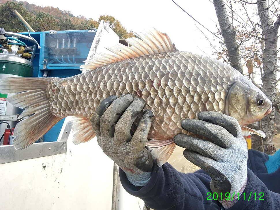수곡낚시터 대호만 토종붕어 300키로 오늘 대량 방류 및 조황 소식 (유료터정보 - 유료터점주조황)