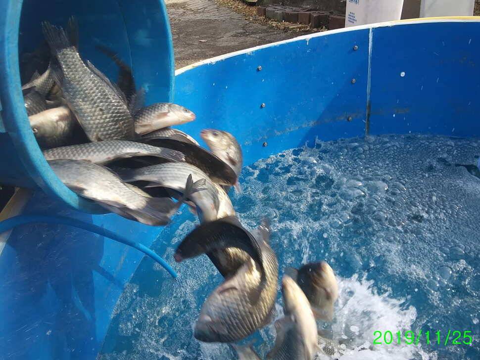 양평 수곡낚시터 조황이 잘 나와주었네요 금일 토종붕어 또 대량 방류 하였습니다 (유료터정보 - 유료터점주조황)