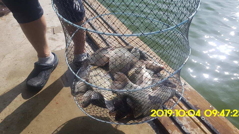 용인 신원낚시터 토종대물48짜리 구경하고 가시겠습니다 (유료터정보 - 유료터점주조황)