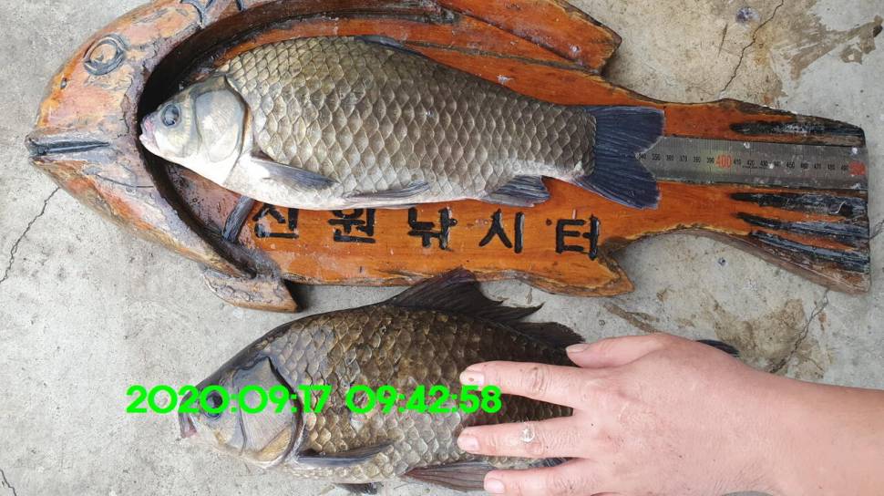 신원낚시터 9월24일 토종4243짜리가 자주 나옵니다 (유료터정보 - 유료터점주조황)