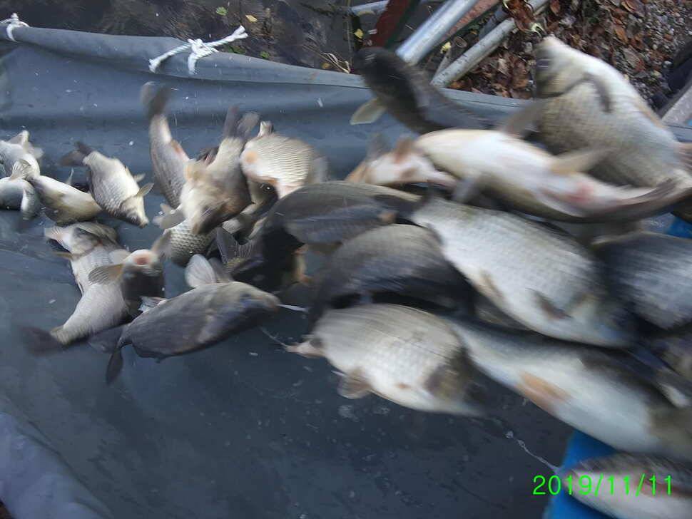 양평 수곡낚시터 오늘 붕어 대량 방류 및 조황 안내1111 (유료터정보 - 유료터점주조황)