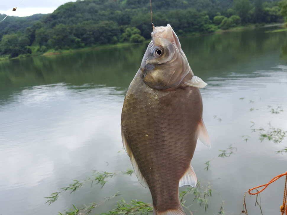 안성죽산장계지조항전경입니다 (유료터정보 - 유료터점주조황)