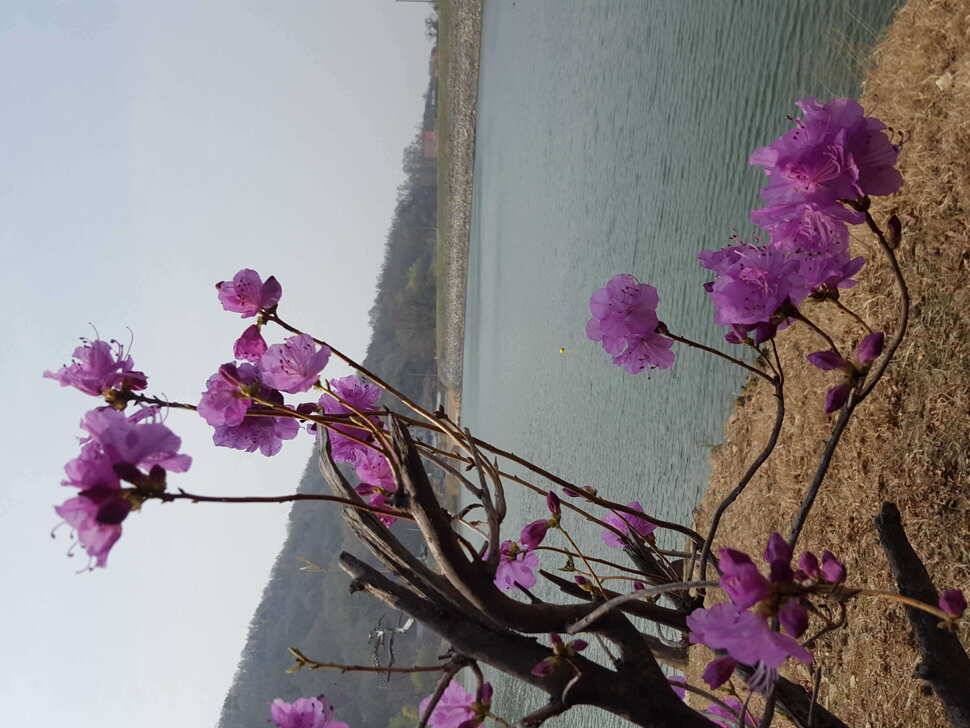 안성장계지 (유료터정보 - 유료터점주조황)