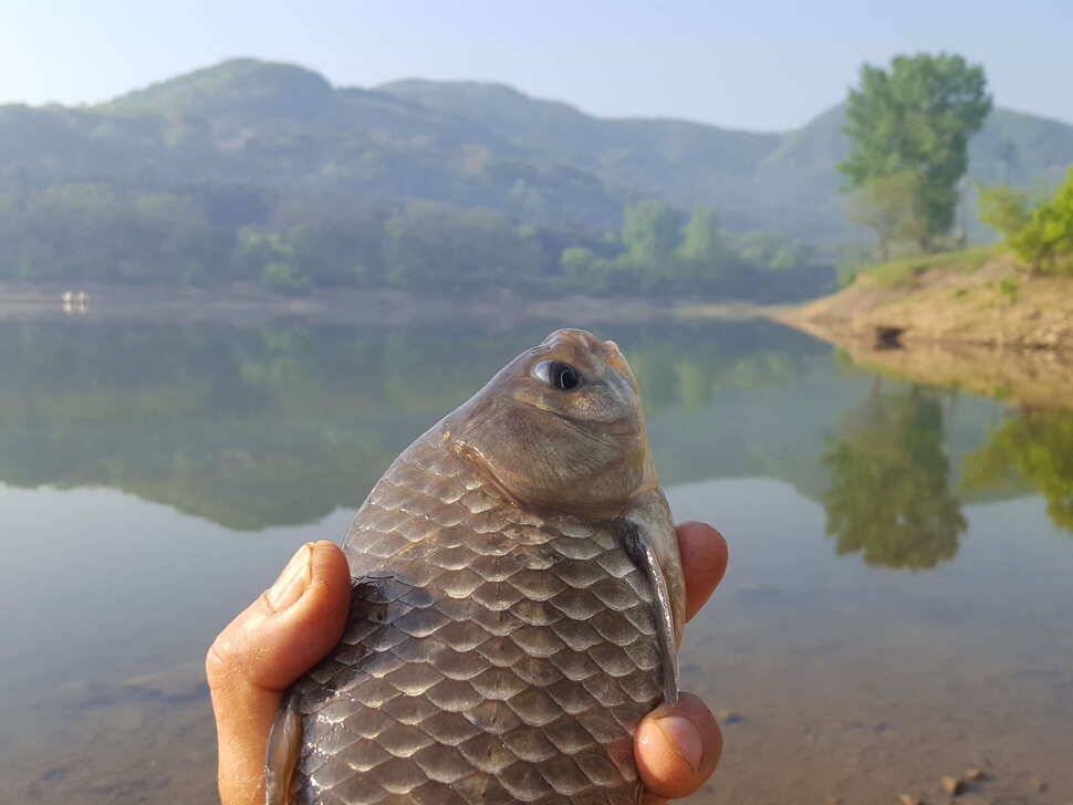 안성죽산장계지주중조항입니다 (유료터정보 - 유료터점주조황)