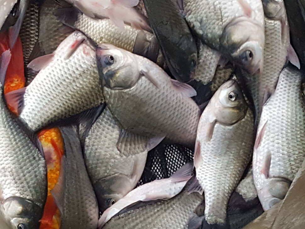 안성죽산장계지조항전경입니다 (유료터정보 - 유료터점주조황)