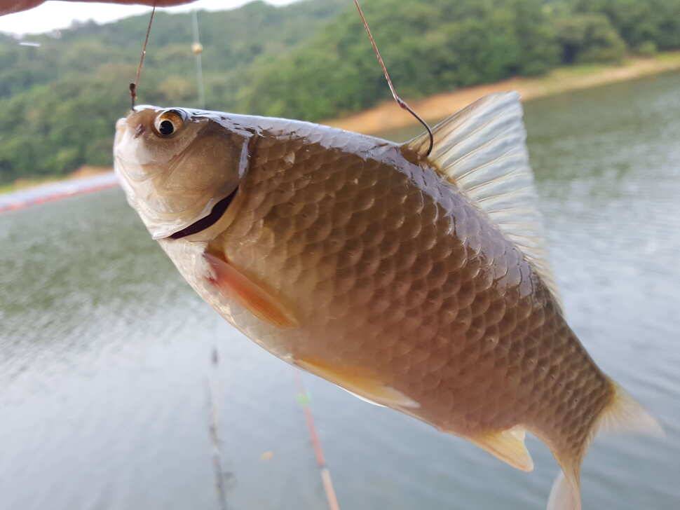 안성죽산장계지조항전경입니다 (유료터정보 - 유료터점주조황)
