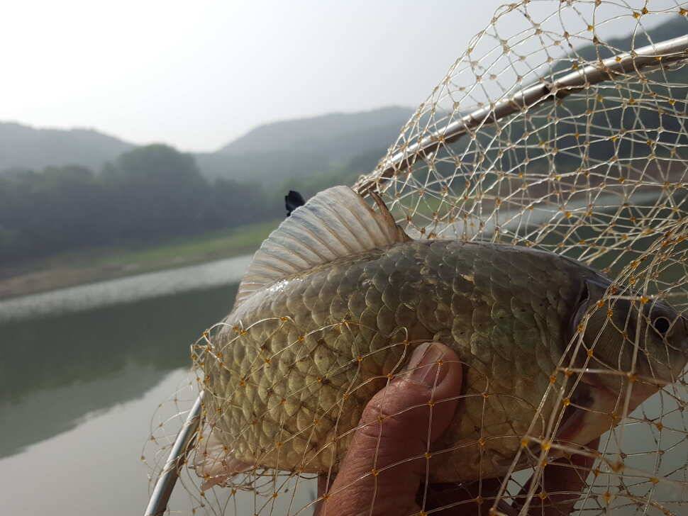 안성죽산장계지주중조항입니다 (유료터정보 - 유료터점주조황)